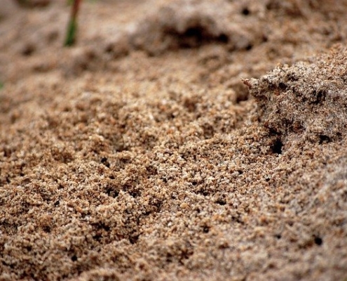 Jak zwalczyć mrówki w domu?