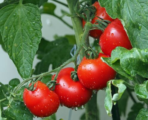 Uprawa pomidorów? To naprawdę proste