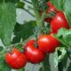 Uprawa pomidorów? To naprawdę proste